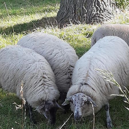 Tuinhuis Lutjewinkel Eksteriør bilde